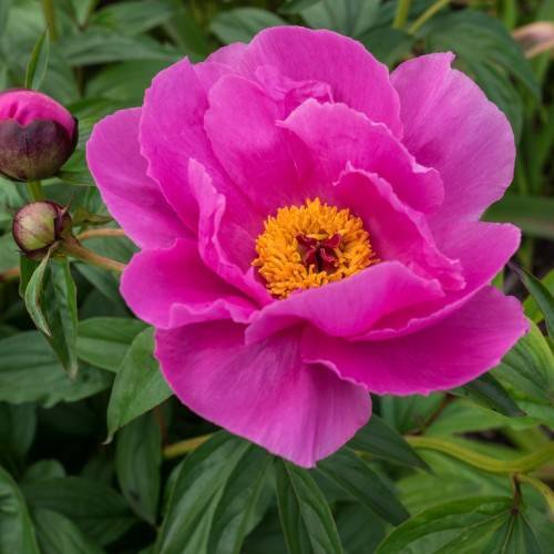 a deep-pink flower with orange center, pink-white buds, green leaves and light-brown stems