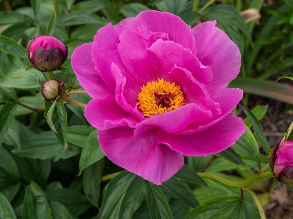 a deep-pink flower with orange center, pink-white buds, green leaves and light-brown stems