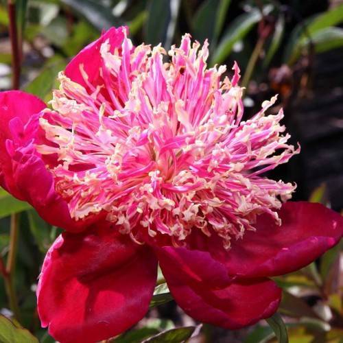 glossy, reddish-pink flower with dense, long, ruffled, pink-pale stamens