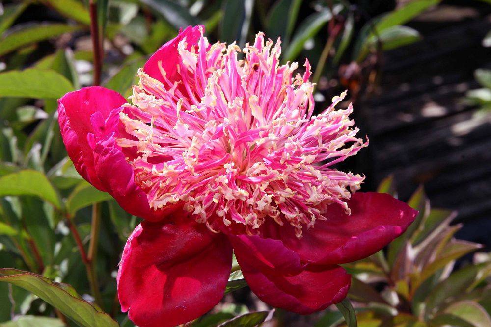 glossy, reddish-pink flower with dense, long, ruffled,  pink-pale stamens