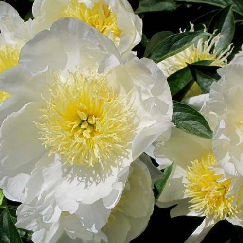 bright-white flowers with creamy-yellow stamens, dark-green shiny leaves