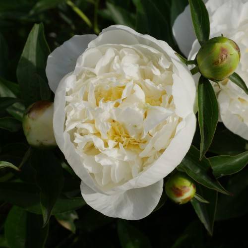 white, dense, ruffled flowers with dark-green, shiny, lanceolate leaves, round, green buds, and green sepals