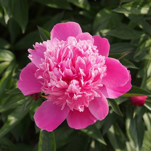 bright-pink, ruffled flower with dark-green, shiny, lanceolate leaves