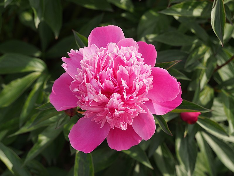 bright-pink, ruffled flower with dark-green, shiny, lanceolate leaves