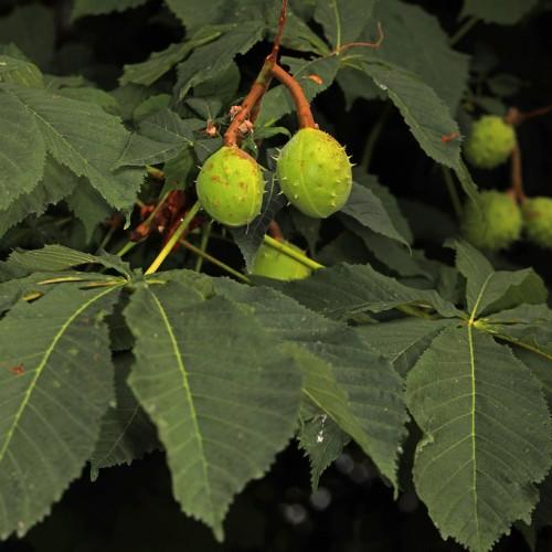 Typical brown-colored stems with spiky green fruits and green leaves.