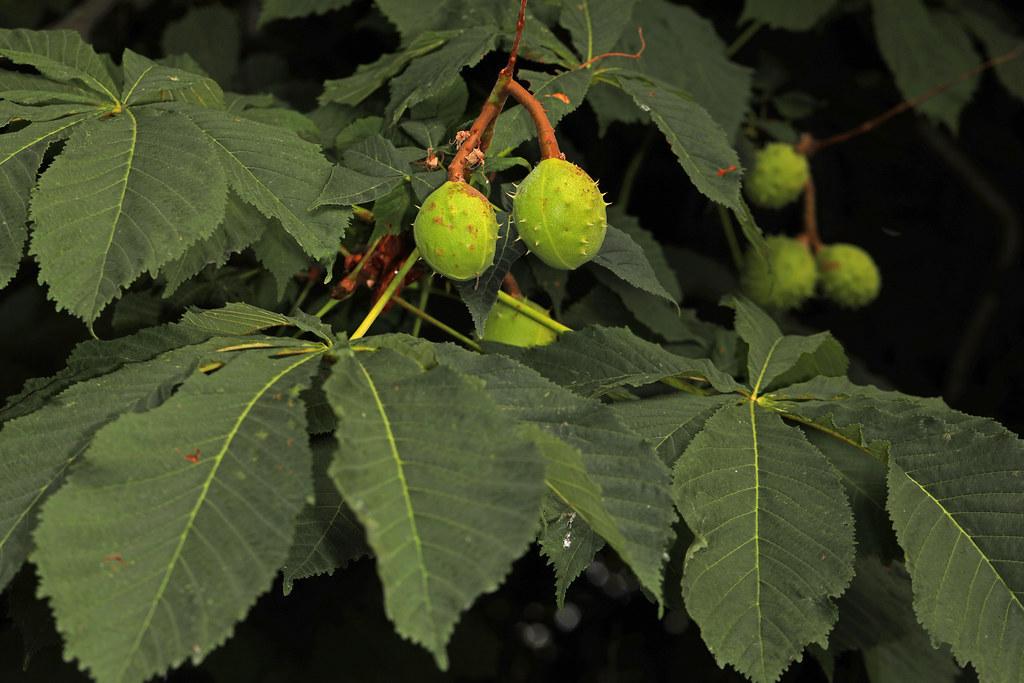 Typical brown-colored stems with spiky green fruits and green leaves.