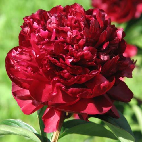 glossy, red, dense, ruffled flower with green, shiny leaves