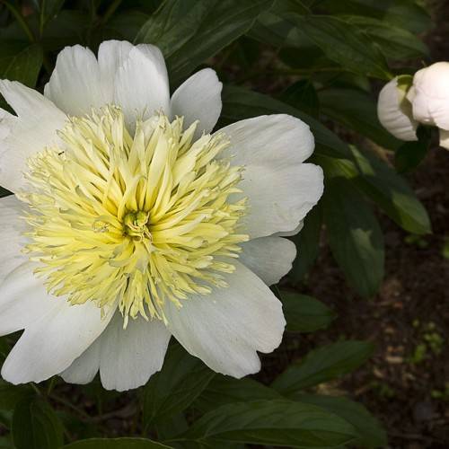 white flower with dense, long creamy-pale stamens, and dark-green, shiny, lanceolate leaves