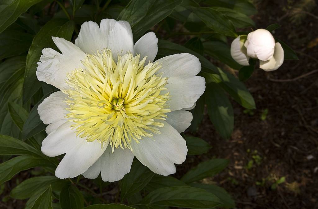 white flower with dense, long creamy-pale stamens, and dark-green, shiny, lanceolate leaves