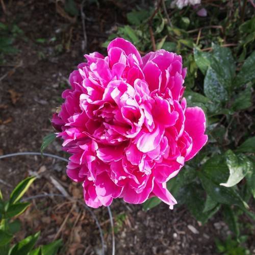 shiny, pink, ruffled flower with multiple layers, and dark-green, glossy leaves