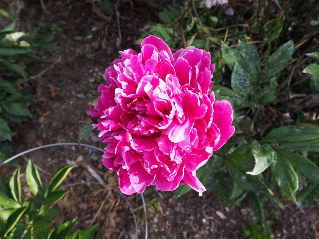 shiny, pink, ruffled flower with multiple layers, and dark-green, glossy leaves