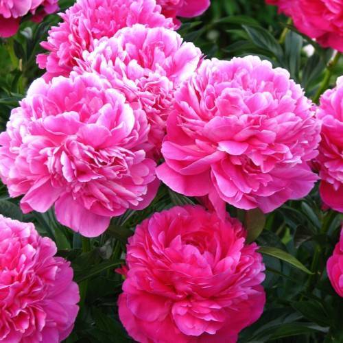 shiny, pink, ruffled, rose-like flowers with multiple layers, and dark-green, glossy leaves