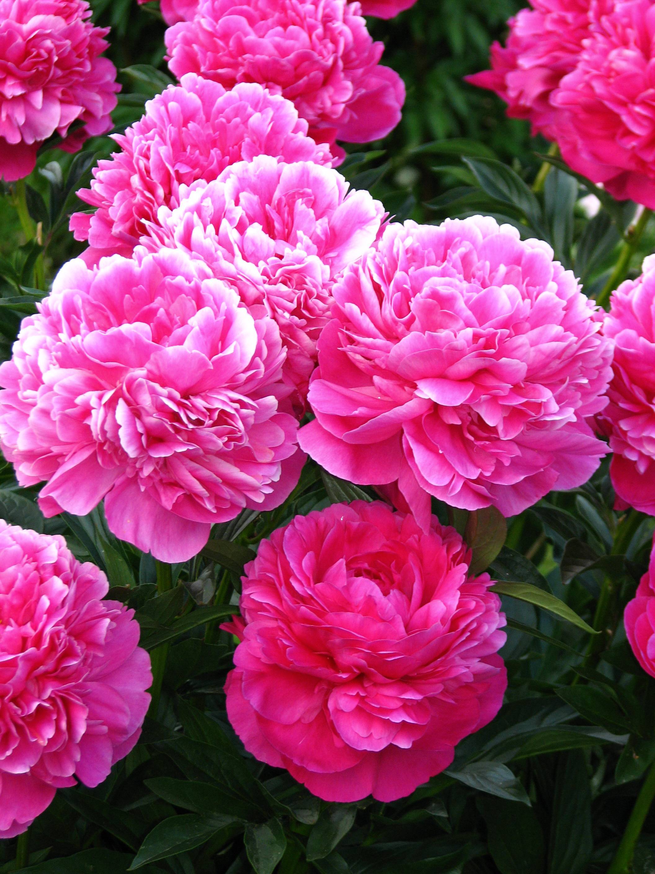 shiny, pink, ruffled, rose-like flowers with multiple layers, and dark-green, glossy leaves