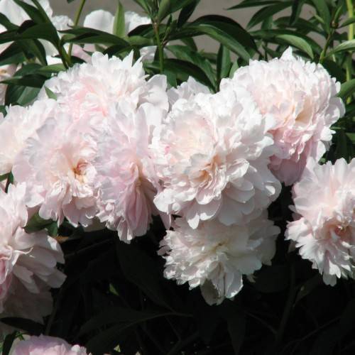 slightly pink to white, ruffled, rose-like flowers with multiple layers, dark-green, glossy, lanceolate leaves, and dark-green stems