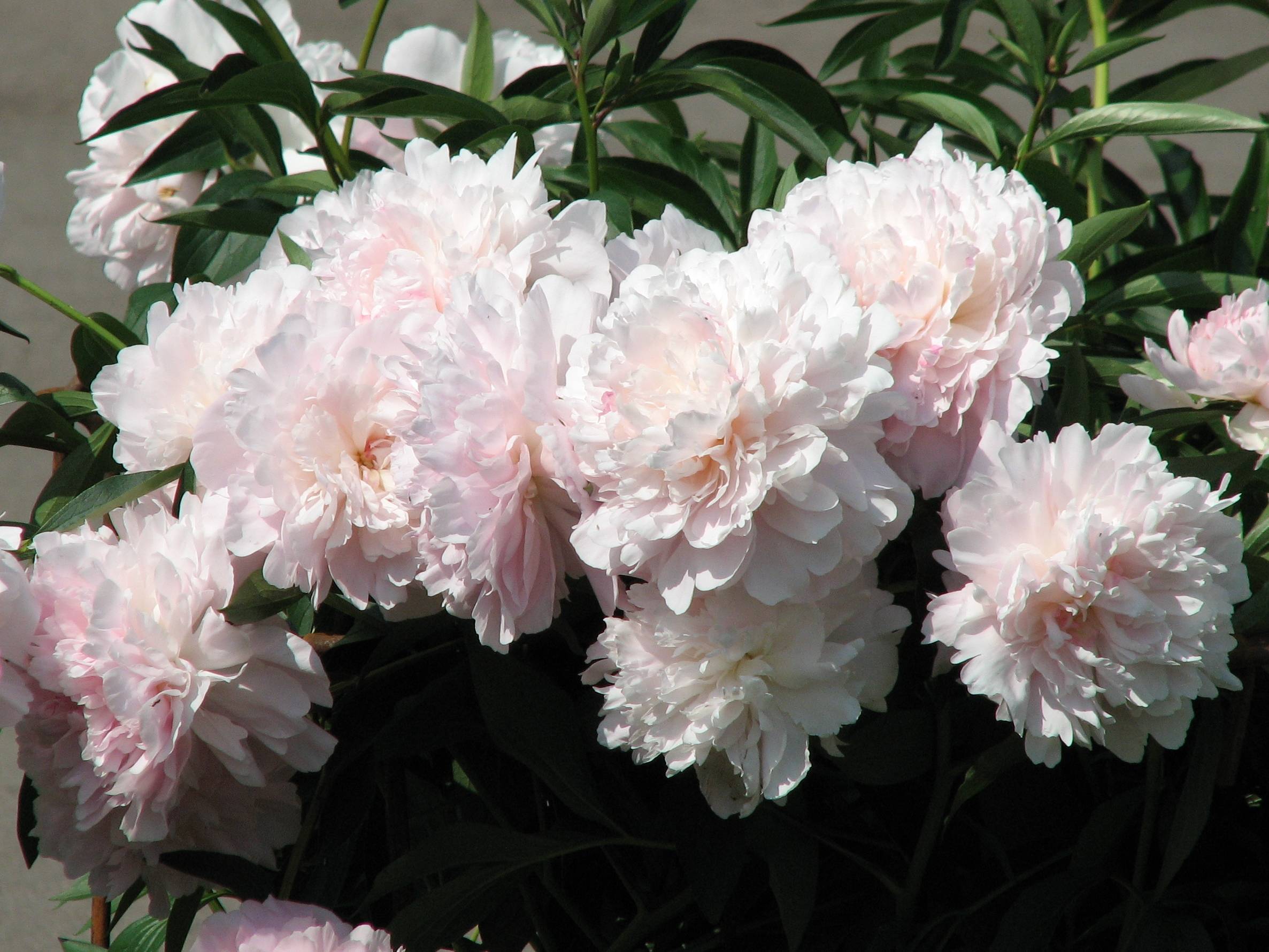 slightly pink to white, ruffled, rose-like flowers with multiple layers, dark-green, glossy, lanceolate leaves, and dark-green stems