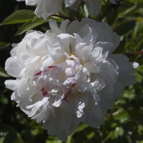 large, white, ruffled, rose-like flowers with multiple layers