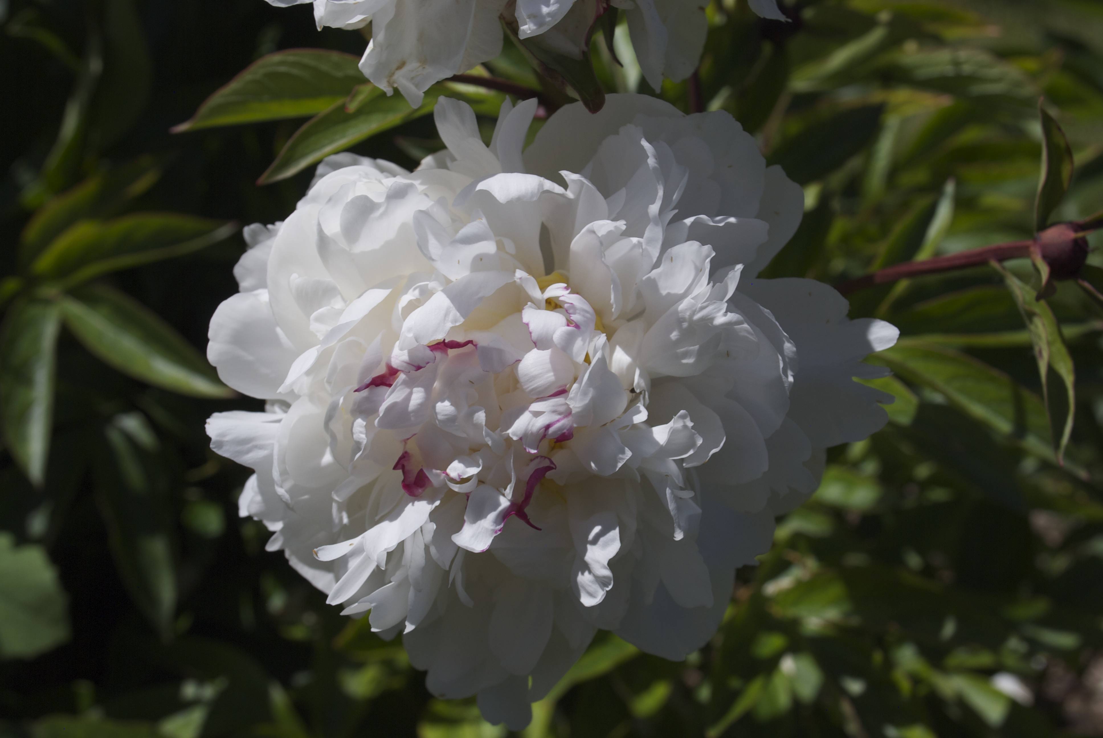 large, white, ruffled, rose-like flowers with multiple layers