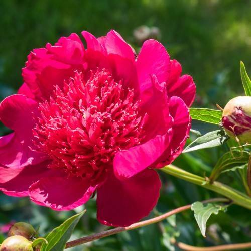 large, socking-pink, shiny flower with shocking-pink dense stamens, and green stem