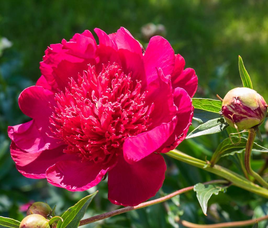large, socking-pink, shiny flower with shocking-pink dense stamens, and green stem
