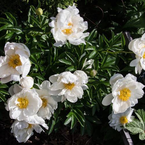  white, large, shiny flowers with yellow, stamens,  dark-green, glossy, lanceolate leaves, and green stems
