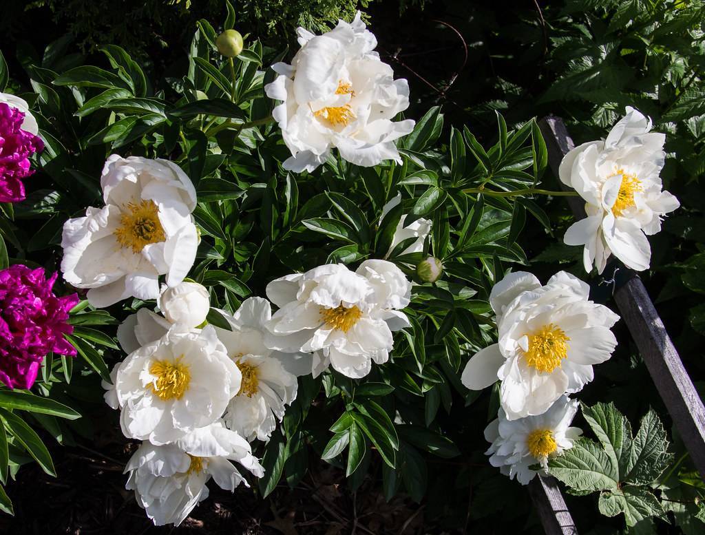  white, large, shiny flowers with yellow, stamens,  dark-green, glossy, lanceolate leaves, and green stems