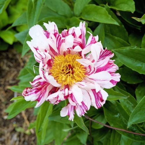 pink-white, ruffled flower with yellow stamens, and glossy, green, ovate leaves