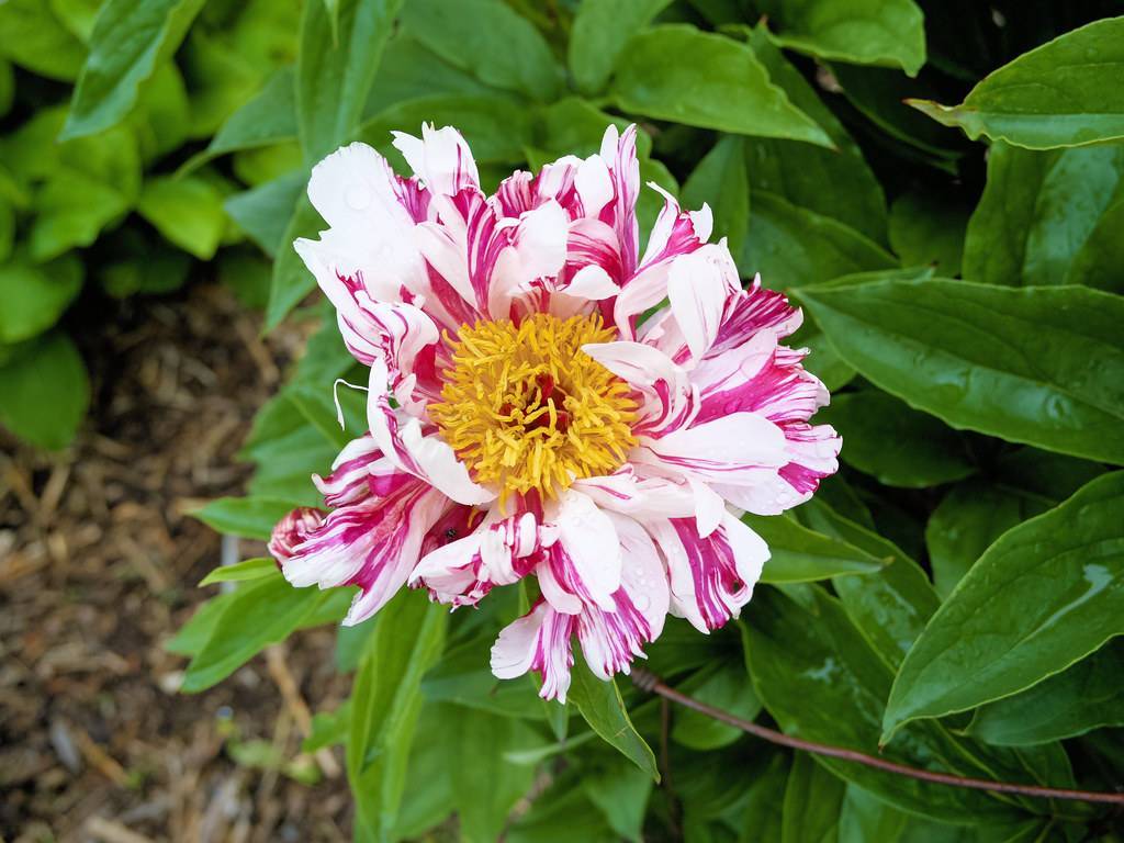 pink-white, ruffled flower with yellow stamens, and glossy, green, ovate leaves