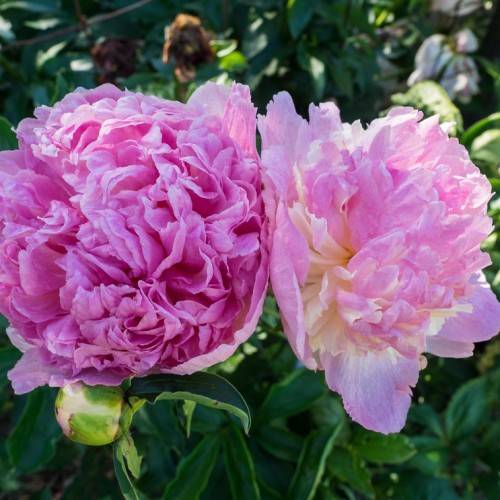 purple-pink, ruffled, rose-like flowers with multiple layers, and dark-green, glossy, lanceolate leaves
