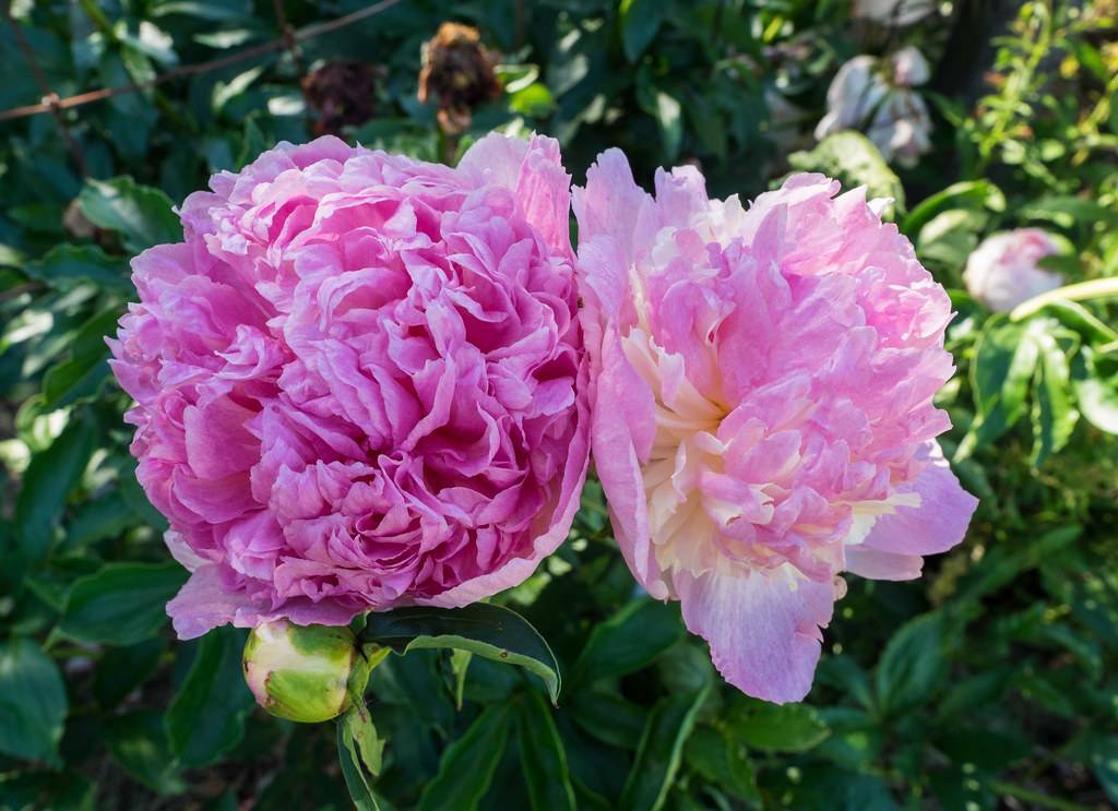  purple-pink, ruffled, rose-like flowers with multiple layers, and dark-green, glossy, lanceolate leaves