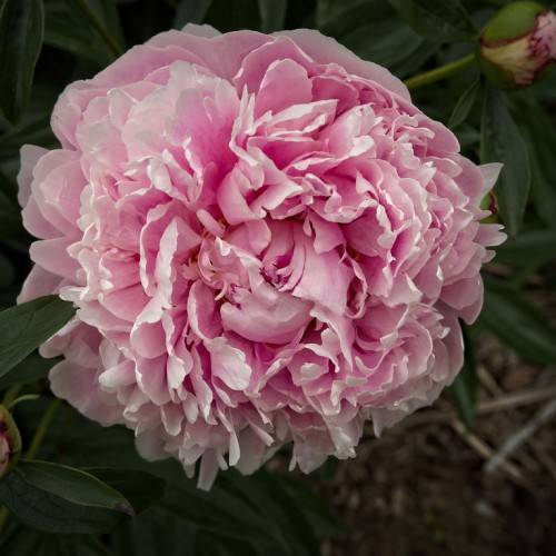 pink, ruffled, large flower with dark-green, lanceolate leaves