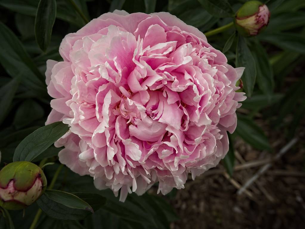 pink, ruffled, large flower with dark-green, lanceolate leaves