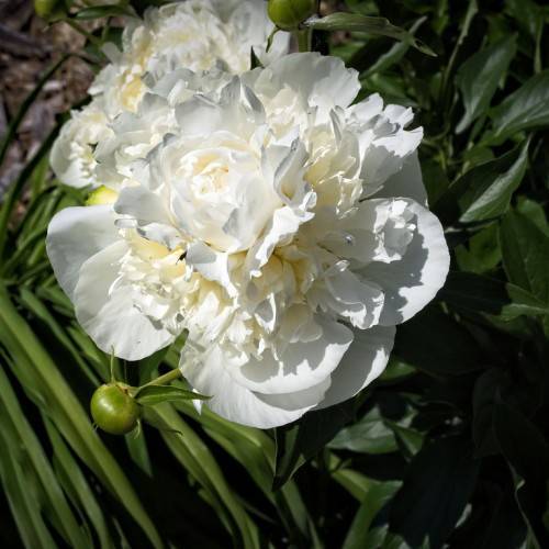 white, ruffled, large flower with dark-green, shiny, lanceolate leaves, and green, round buds