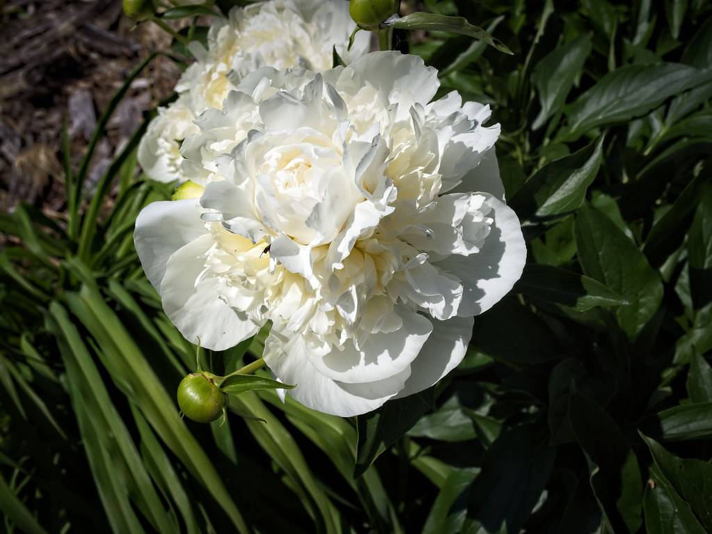 white, ruffled, large flower with dark-green, shiny, lanceolate leaves, and green, round buds