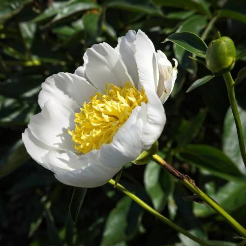 white, shiny, large flower with yellow, dense stamens, dark-green, shiny, lanceolate leaves, green, round buds, and green, shiny stem