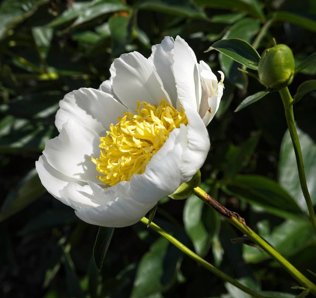 white, shiny, large flower with yellow, dense stamens, dark-green, shiny, lanceolate leaves, green, round buds, and green, shiny stem