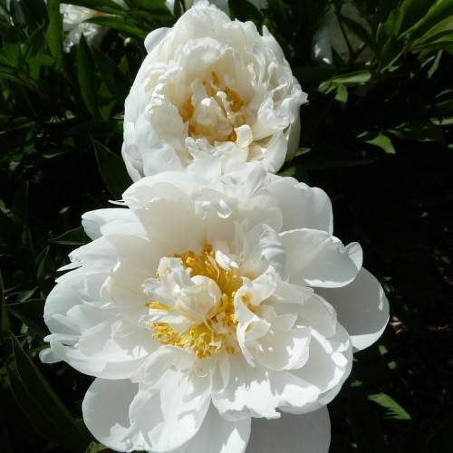 white, shiny, large flower with yellow, dense stamens, and dark-green, shiny, lanceolate leaves