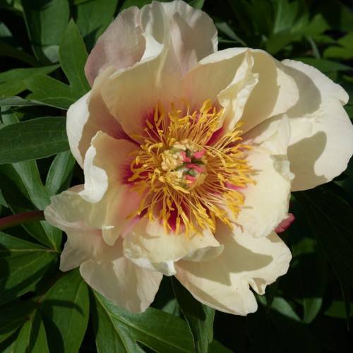 a cream flower with yellow stamens, pink center, and dark-green leaves