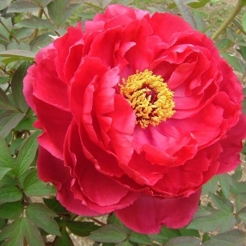 a red flower with yellow stamens, green leaves and light-brown stems