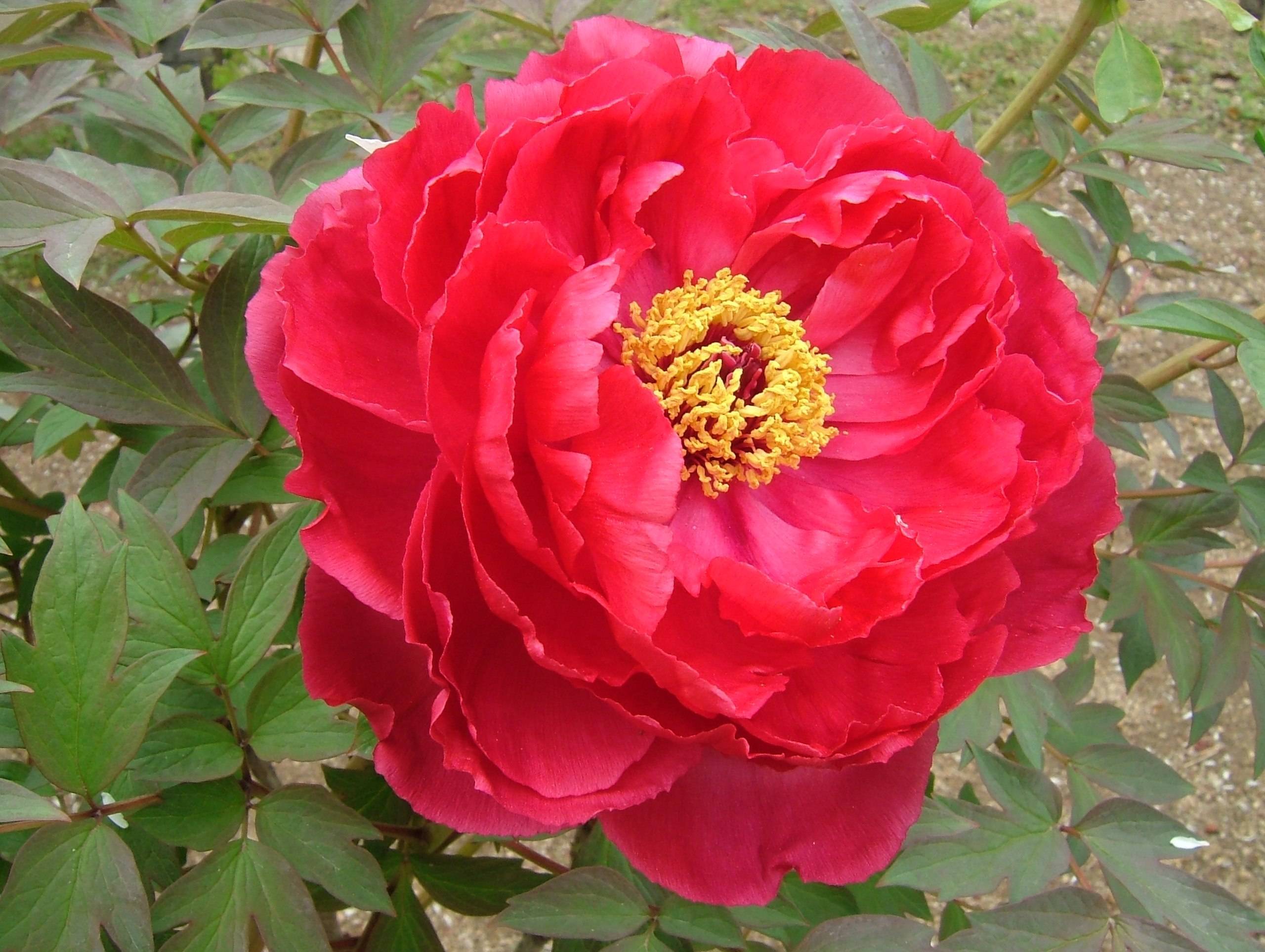 a red flower with yellow stamens, green leaves and light-brown stems