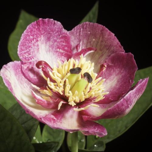 Magenta-white flower with dark-brown stigma, yellow-lime style, yellow anthers magenat filaments, lime-green leaves and stems.