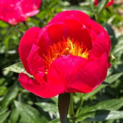 reddish-pink, glossy flower with yellow stamens, and dark-green, shiny leaves