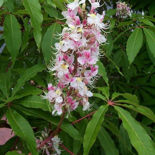 Attractive pink stems full of green leaves and white-pink flowers.