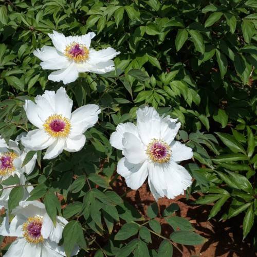 white flowers with purple center, yellow stamens, dark-green leaves and brown stems