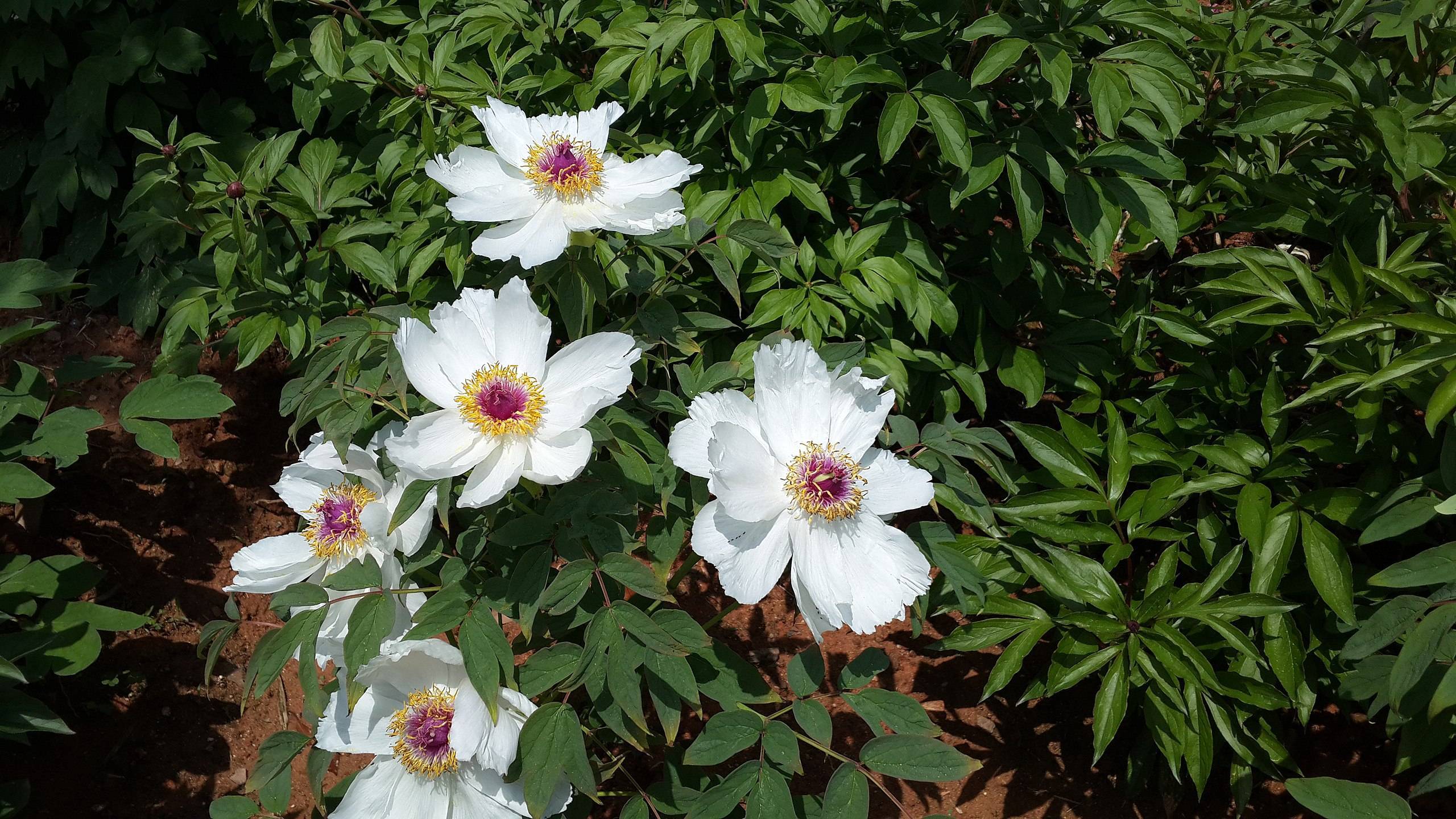 white flowers with purple center, yellow stamens, dark-green leaves and brown stems