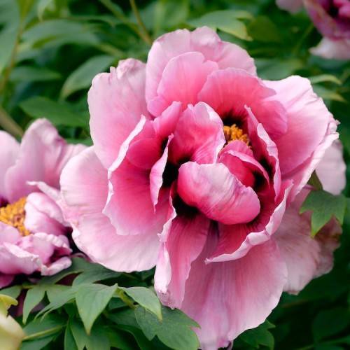 light-pink flowers with orange center, green leaves and stems