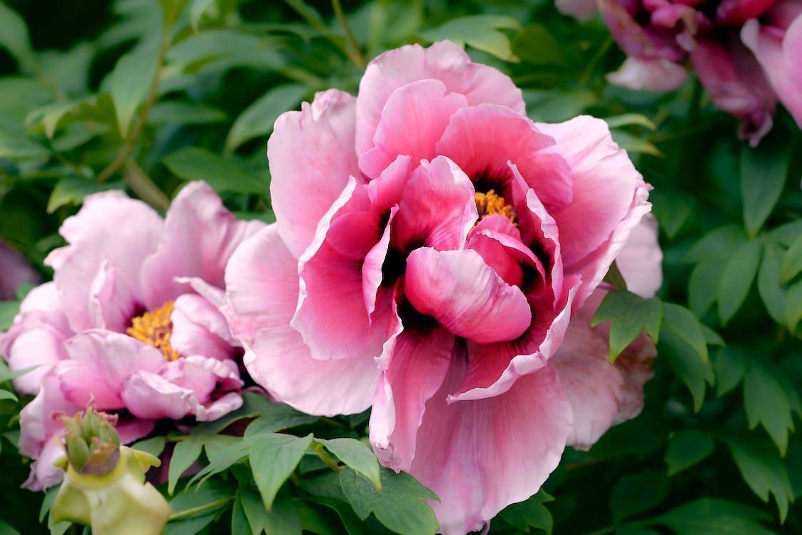 light-pink flowers with orange center, green leaves and stems