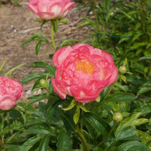 pink, rose-like, large flowers with yellow, dense stamens, dark-green, shiny, lanceolate leaves, green, round buds, and green, shiny stem