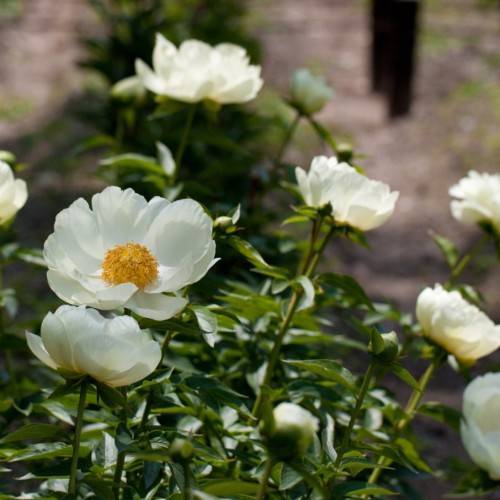 cream-white flowers with yellow center, olive leaves and stems