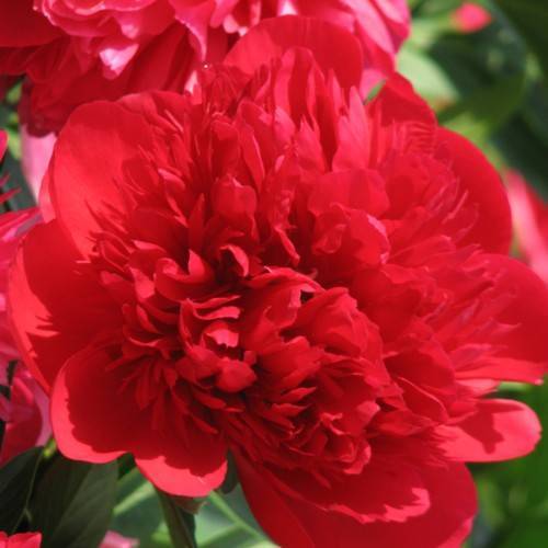red flowers with green leaves and stem