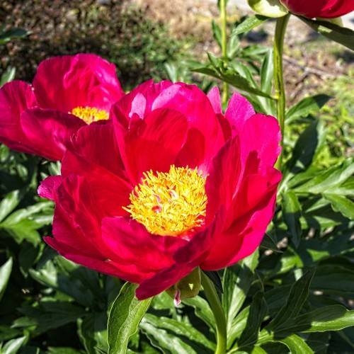 reddish-pink, large flowers with yellow, dense stamens, dark-green, shiny, lanceolate leaves, and green, shiny stem